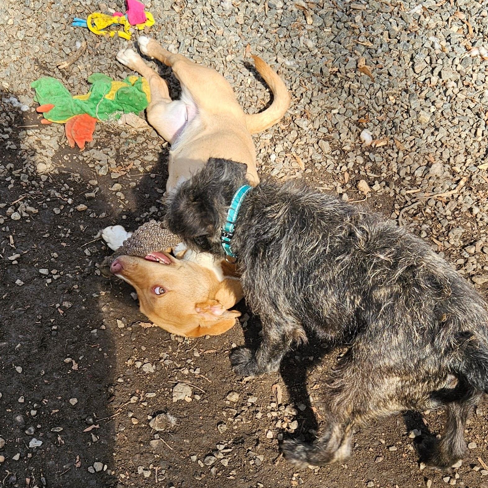 Enlarge Bunnie, a Adoptable mixed breed in Milledgeville, GA image 3/5
