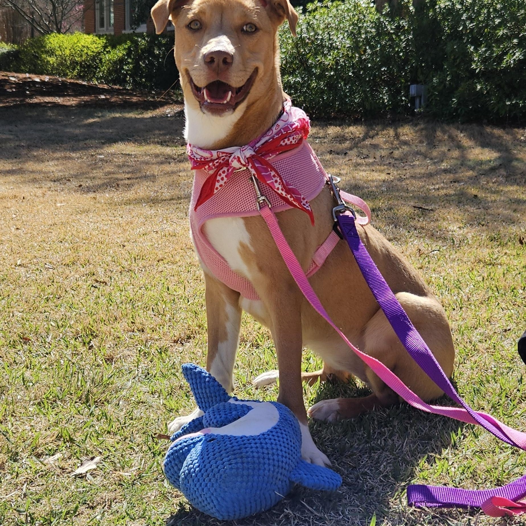 Enlarge Bunnie, a Adoptable mixed breed in Milledgeville, GA image 4/5