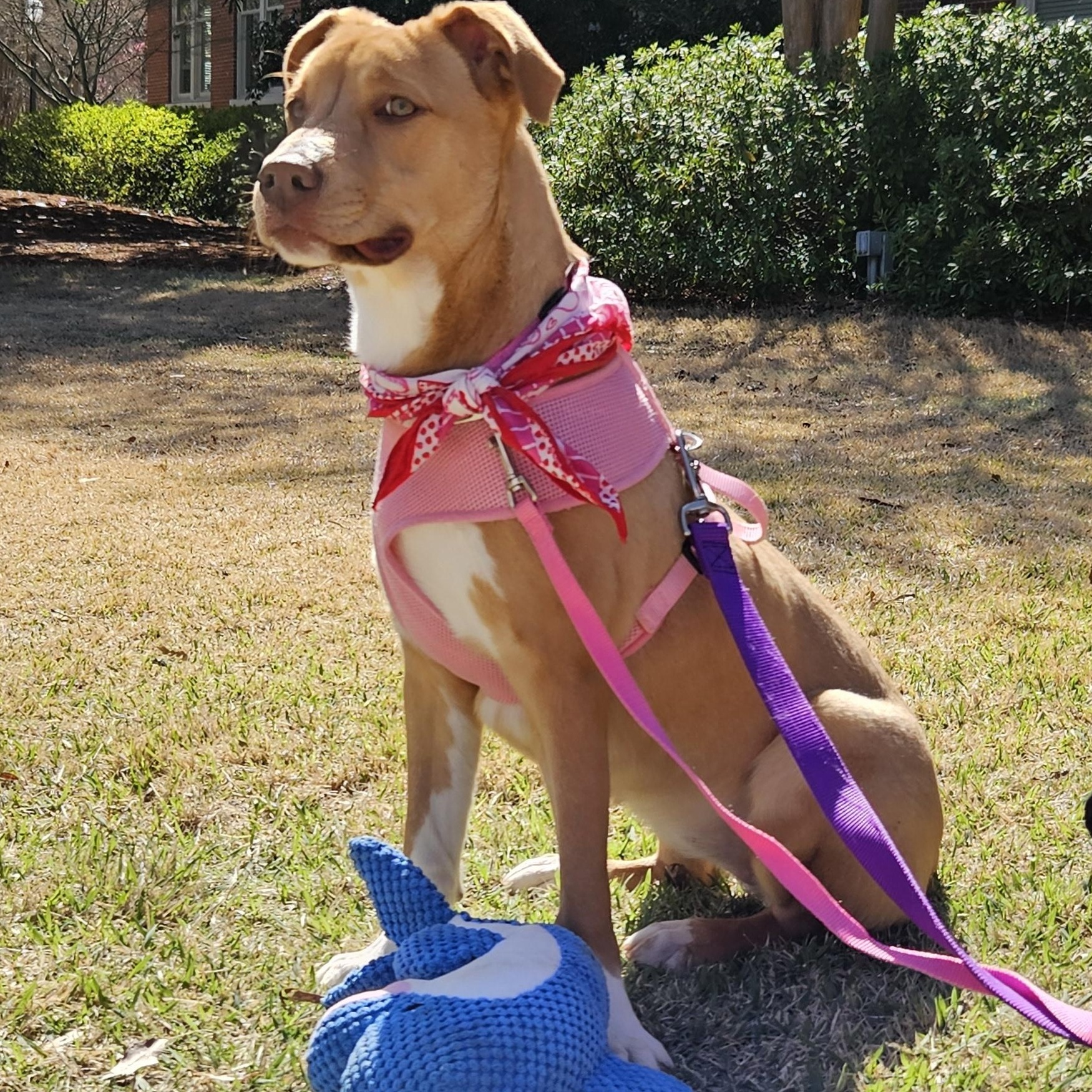 Enlarge Bunnie, a Adoptable mixed breed in Milledgeville, GA image 5/5