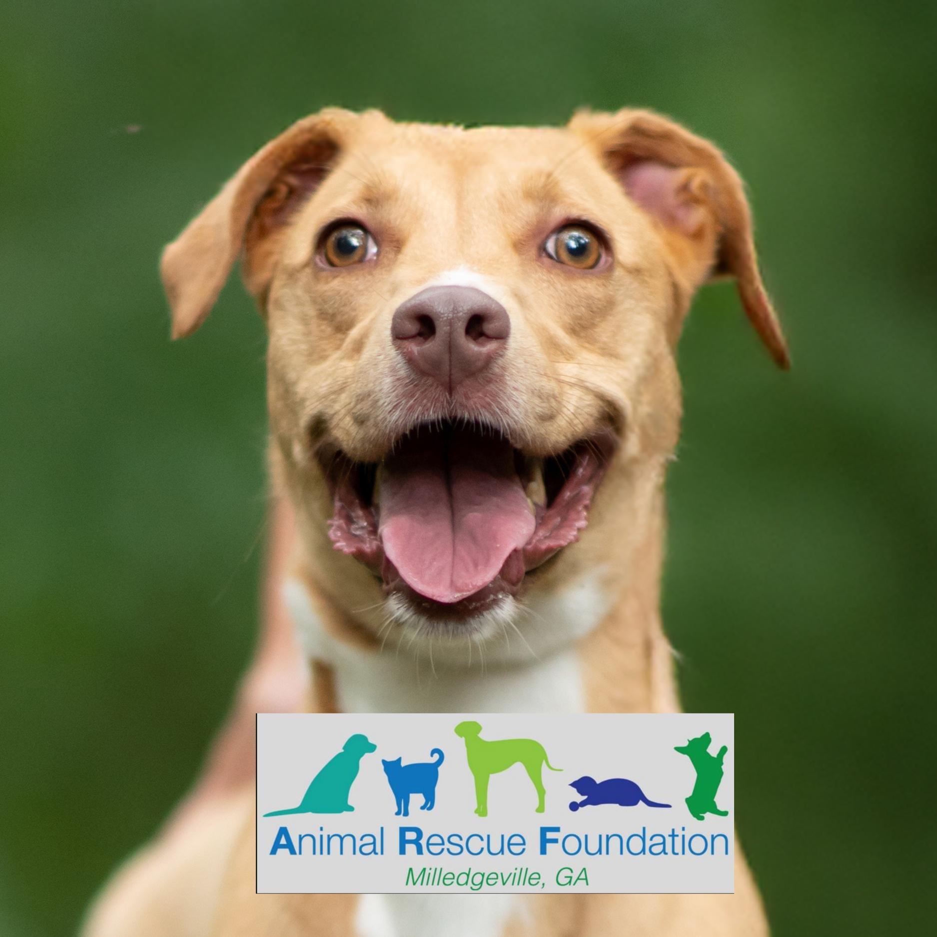 Bunnie, Adoptable, Young Female Beagle & Labrador Retriever.