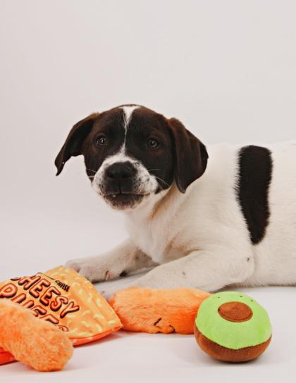 Karter — thumbnail 2