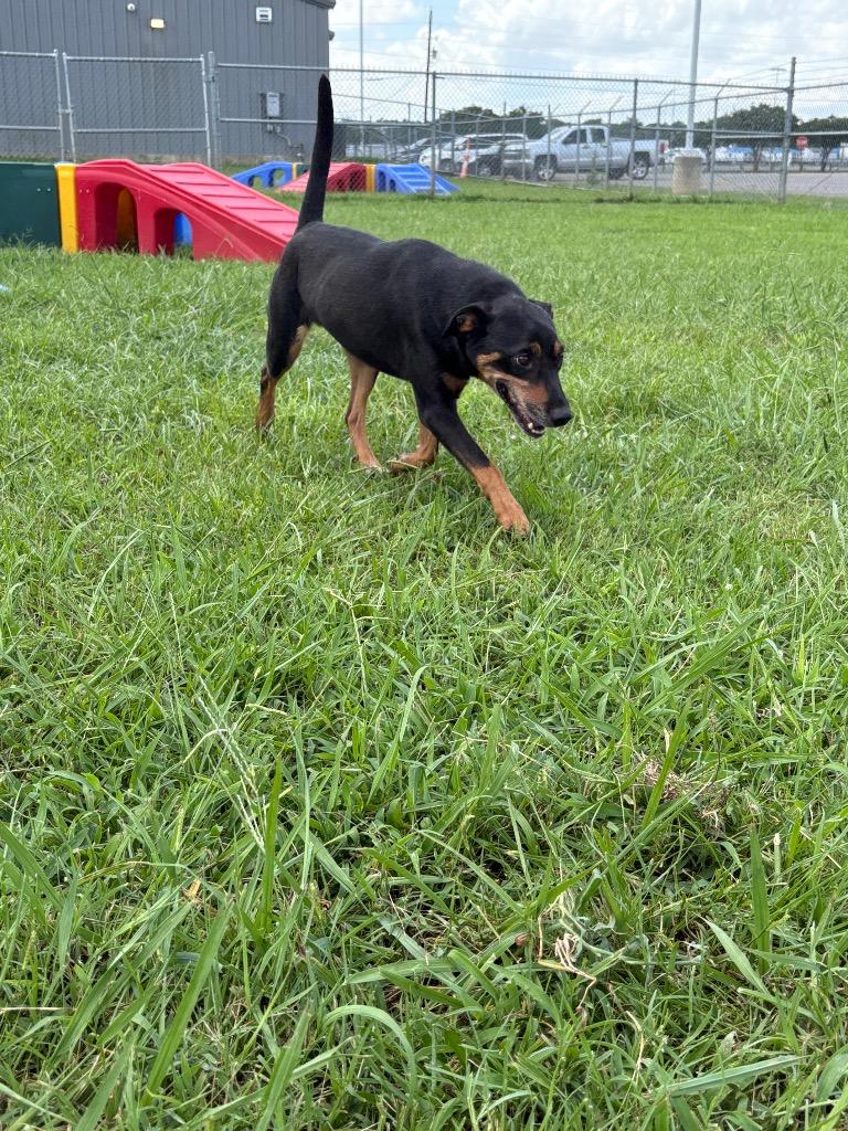 Enlarge Lenny, a Adoptable mixed breed in Bossier City, LA image 2/6