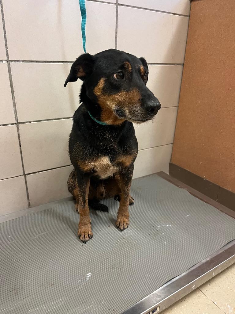 Enlarge Lenny, a Adoptable mixed breed in Bossier City, LA image 3/6