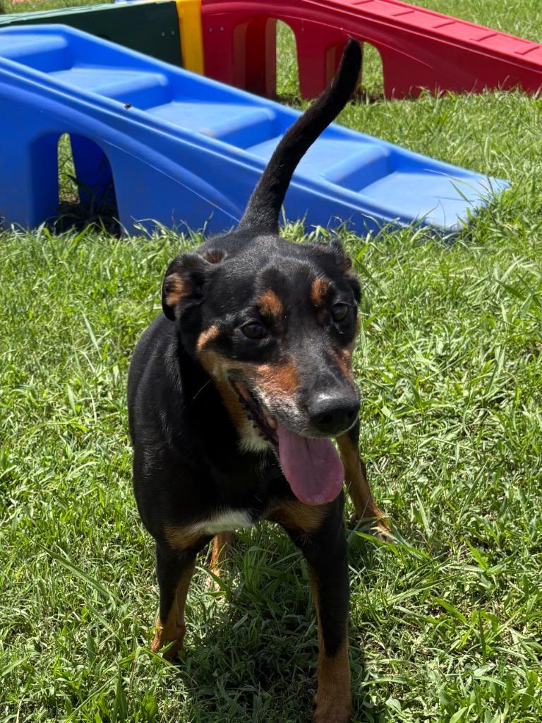 Enlarge Lenny, a Adoptable mixed breed in Bossier City, LA image 4/6