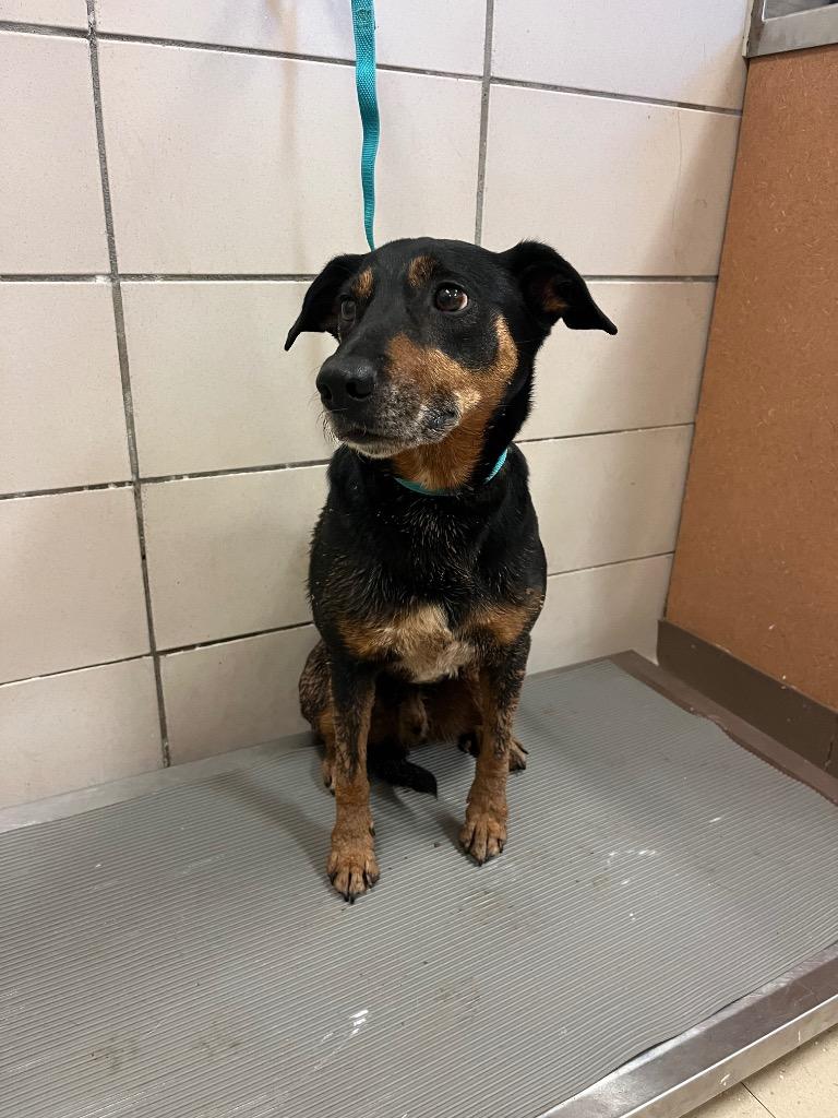 Enlarge Lenny, a Adoptable mixed breed in Bossier City, LA image 5/6