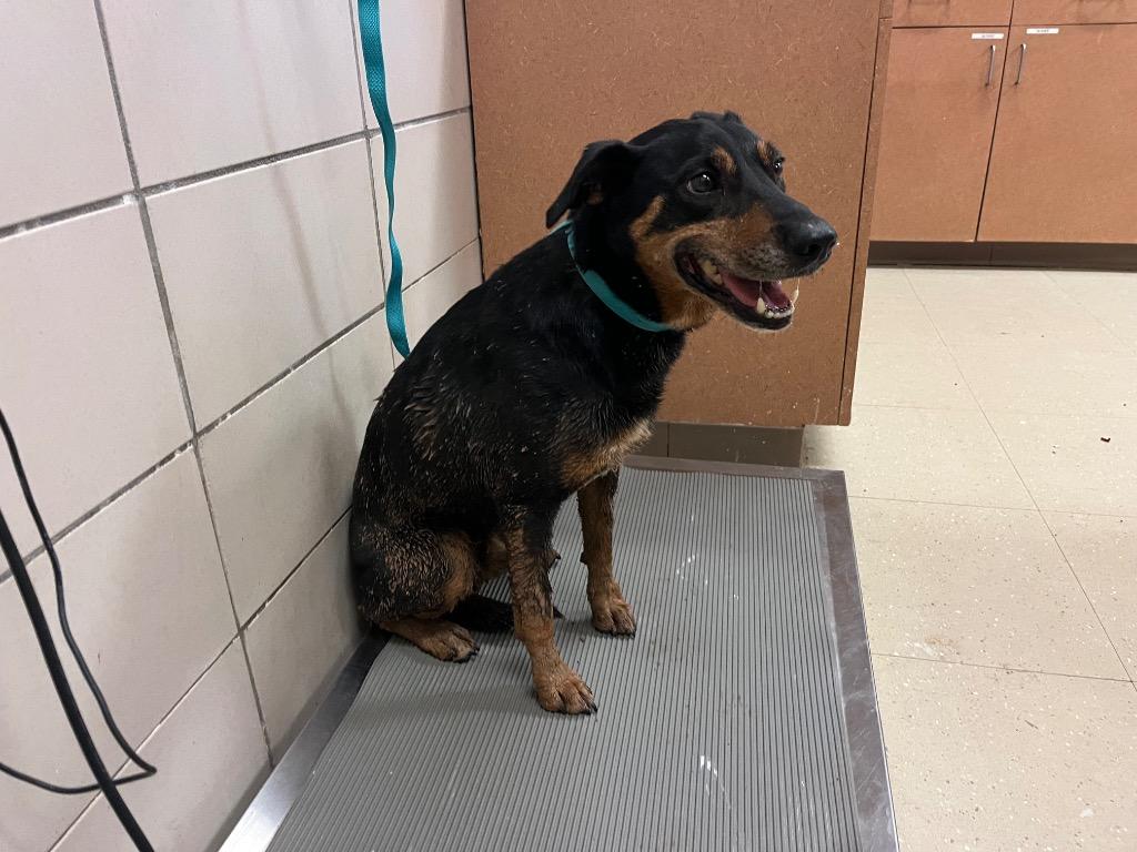 Enlarge Lenny, a Adoptable mixed breed in Bossier City, LA image 6/6