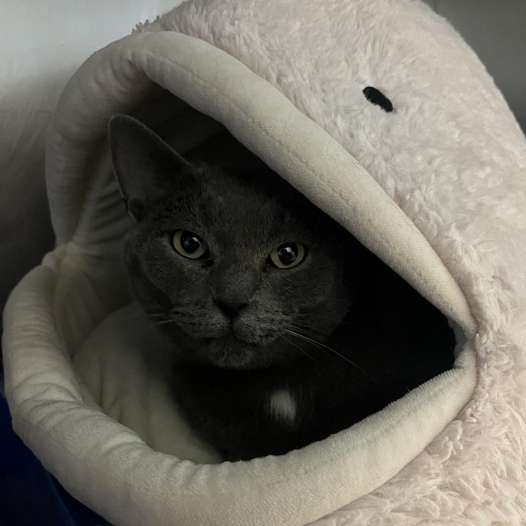 Brynhild- Visit me at the Martin's PawMart!, Adoptable, Adult Female Domestic Short Hair.