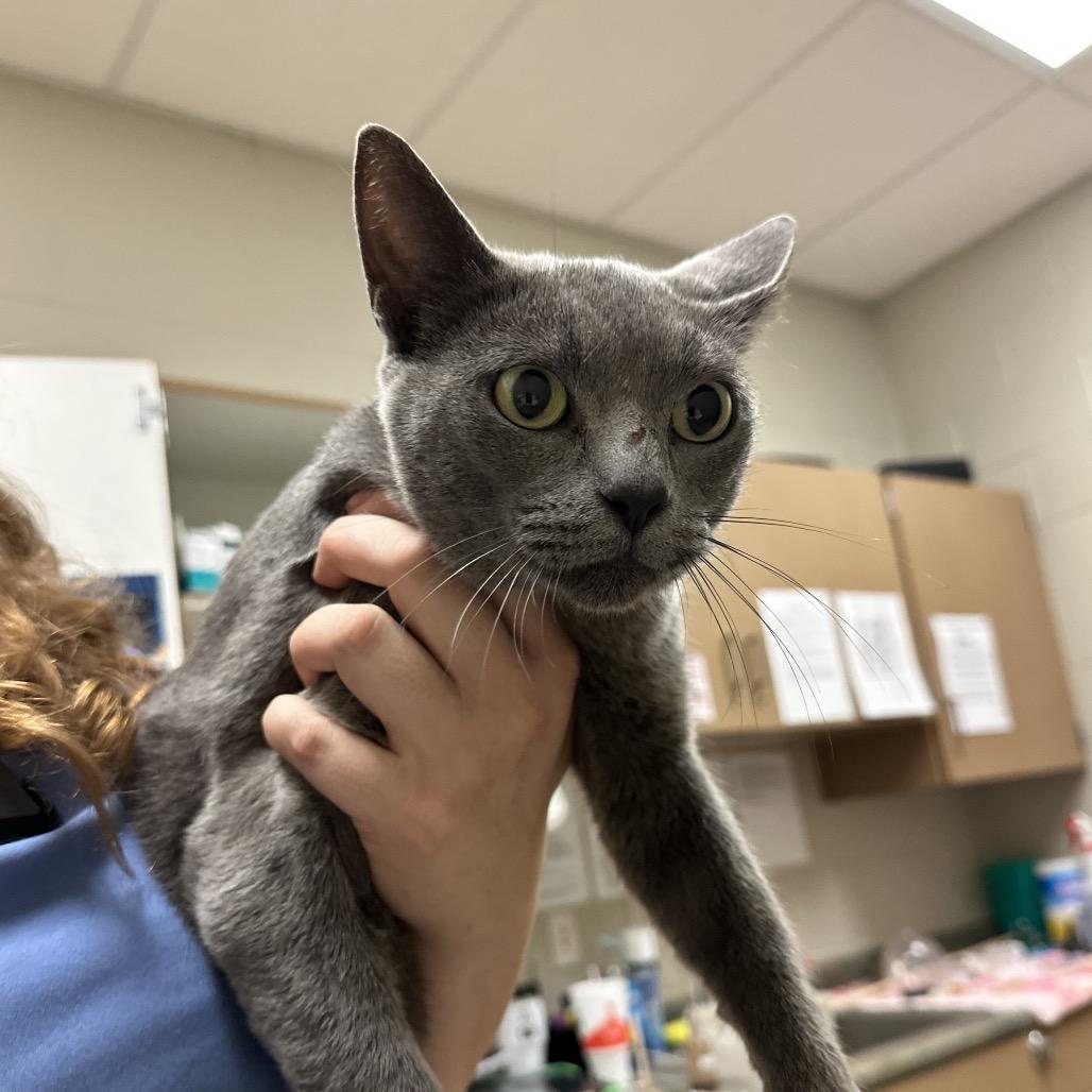 Enlarge Brynhild- Visit me at the Martin's PawMart!, a Adoptable Domestic Short Hair in Bristol, IN image 2/6