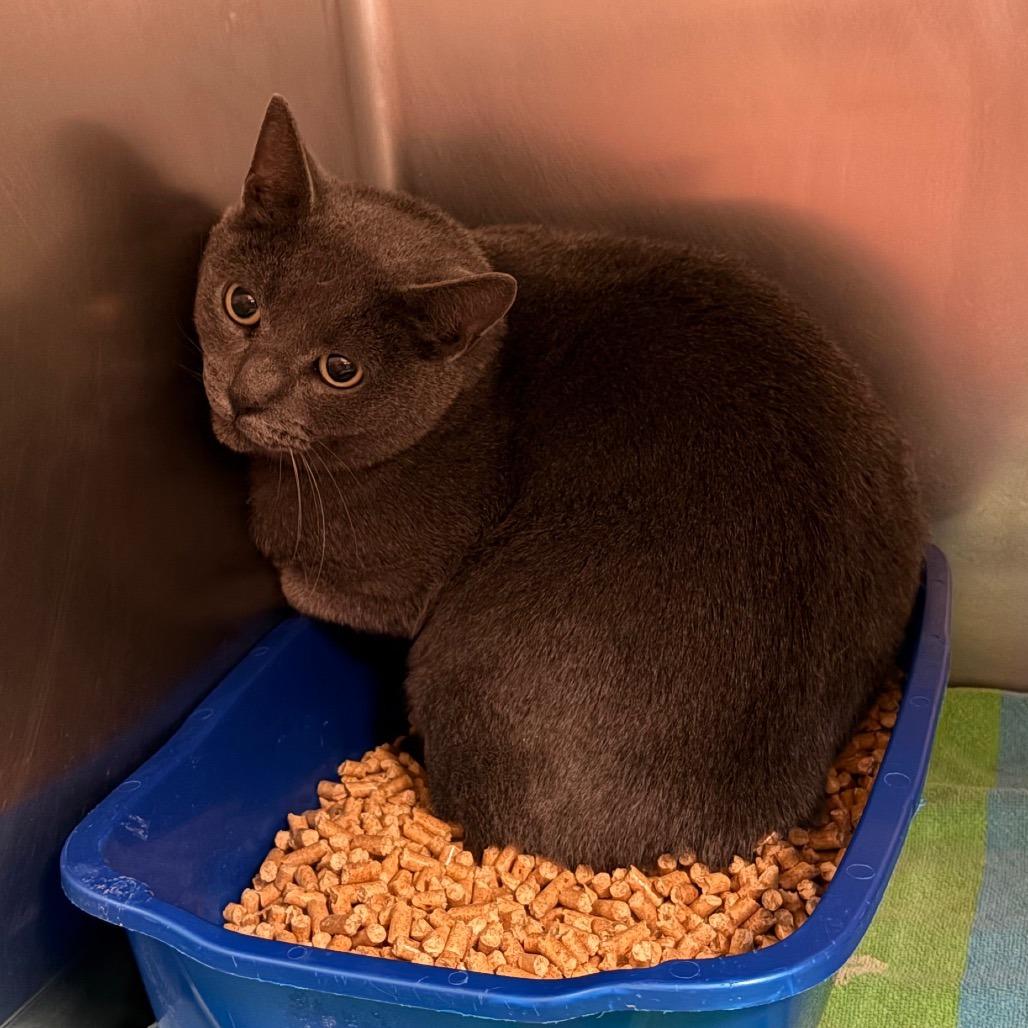 Enlarge Brynhild- Visit me at the Martin's PawMart!, a Adoptable Domestic Short Hair in Bristol, IN image 3/6