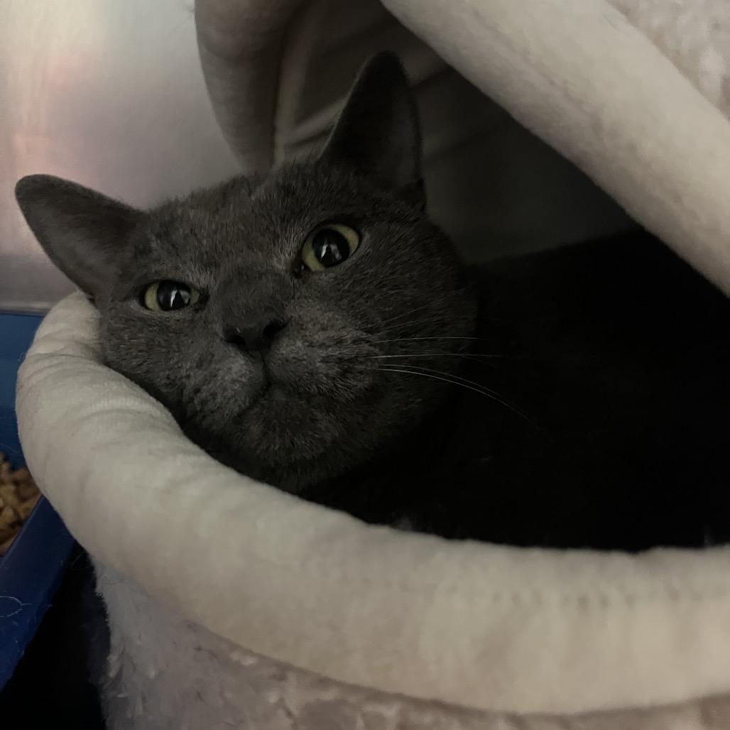 Enlarge Brynhild- Visit me at the Martin's PawMart!, a Adoptable Domestic Short Hair in Bristol, IN image 5/6