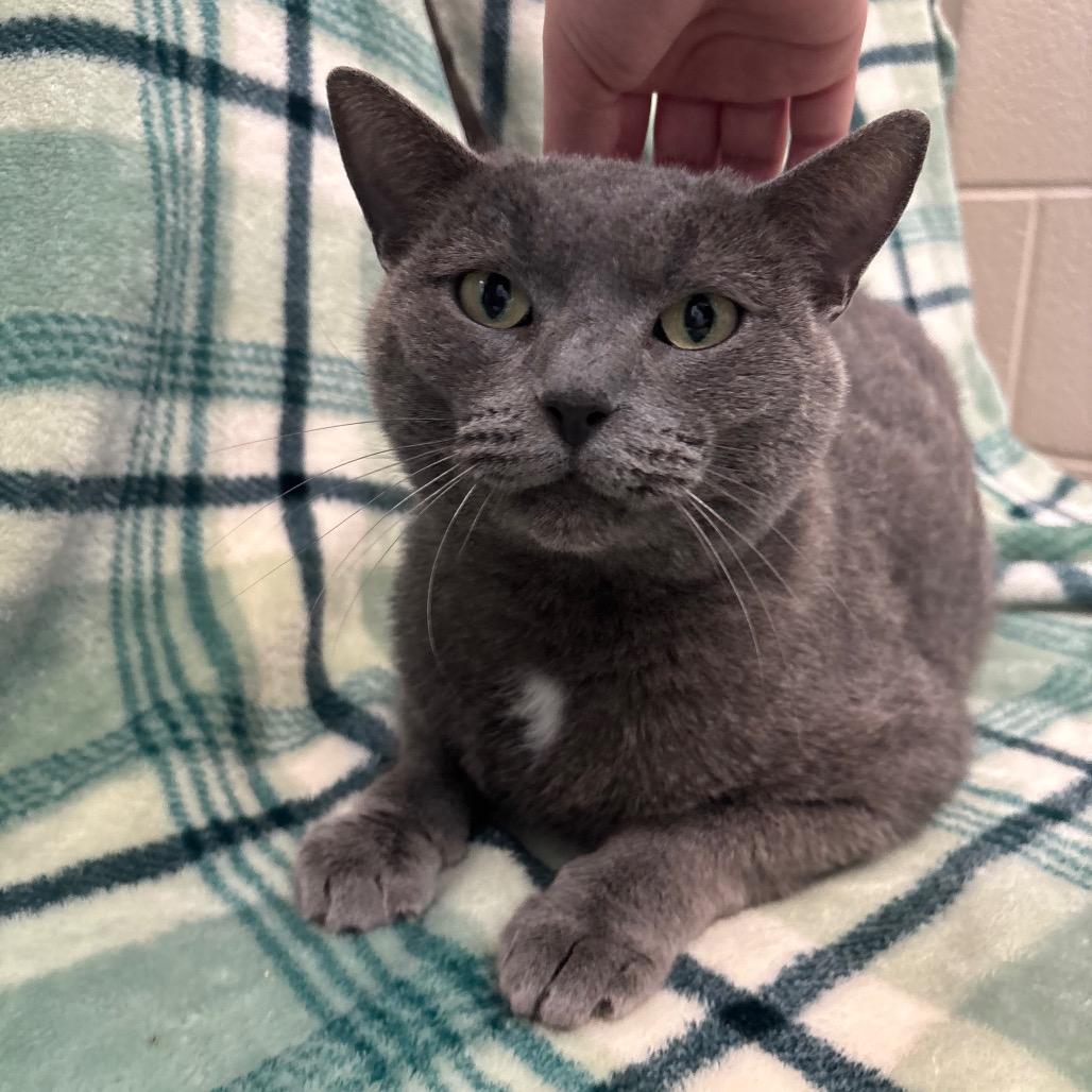 Enlarge Brynhild- Visit me at the Martin's PawMart!, a Adoptable Domestic Short Hair in Bristol, IN image 6/6