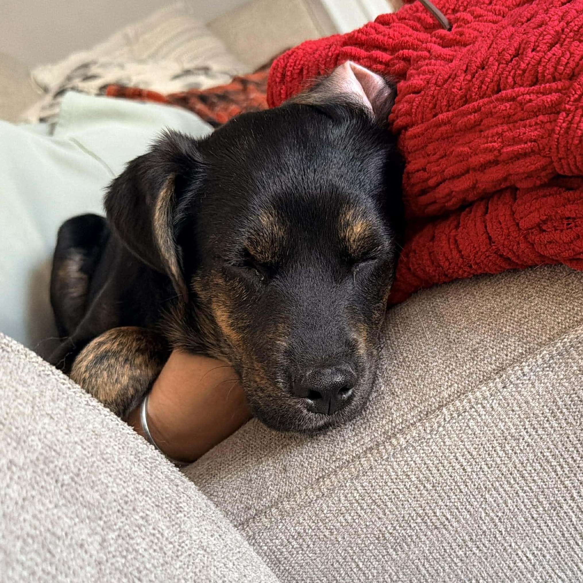 Enlarge Babette, a Adoptable mixed breed in North Dartmouth, MA image 2/5