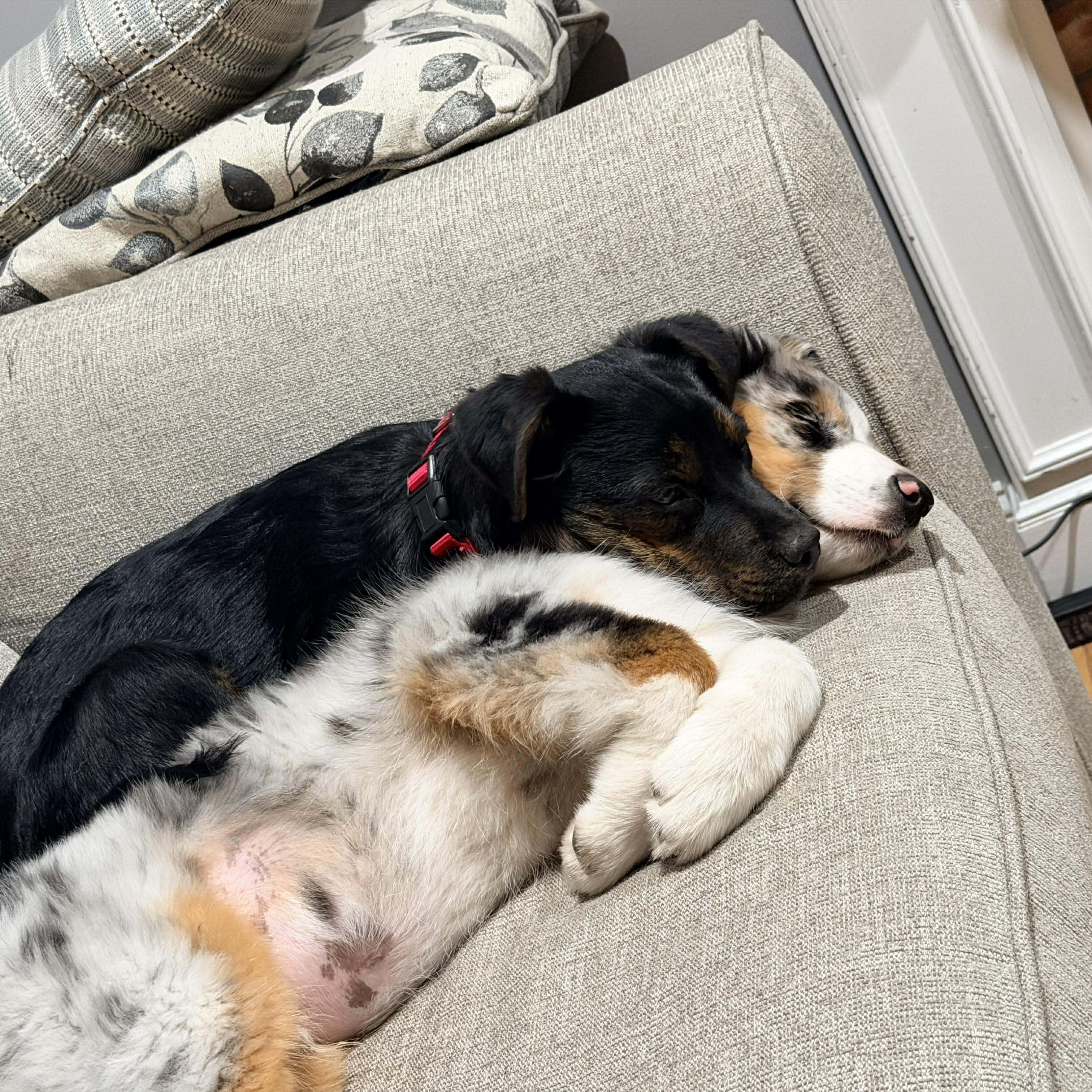 Enlarge Babette, a Adoptable mixed breed in North Dartmouth, MA image 4/5