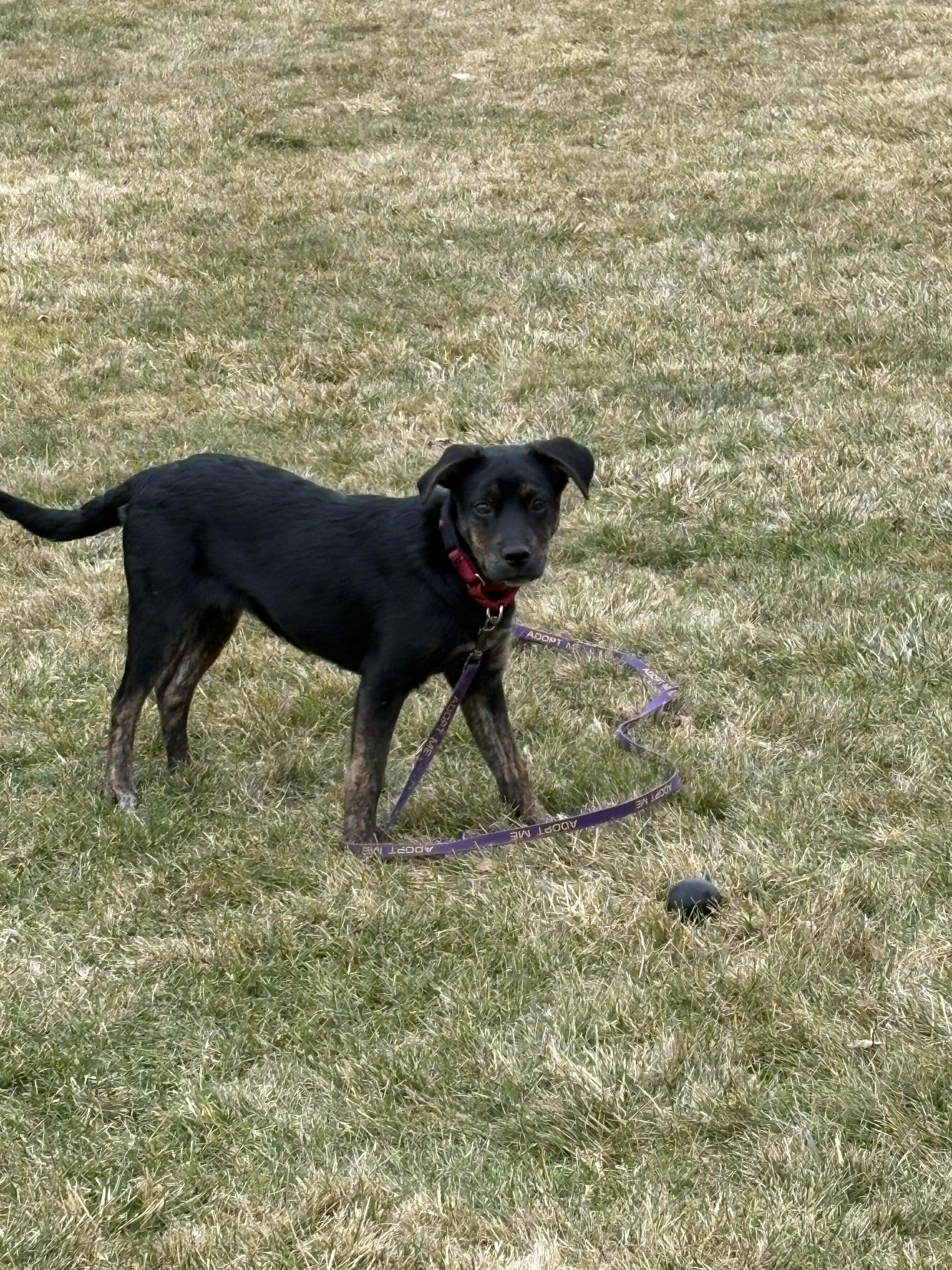 Enlarge Babette, a Adoptable mixed breed in North Dartmouth, MA image 6/6
