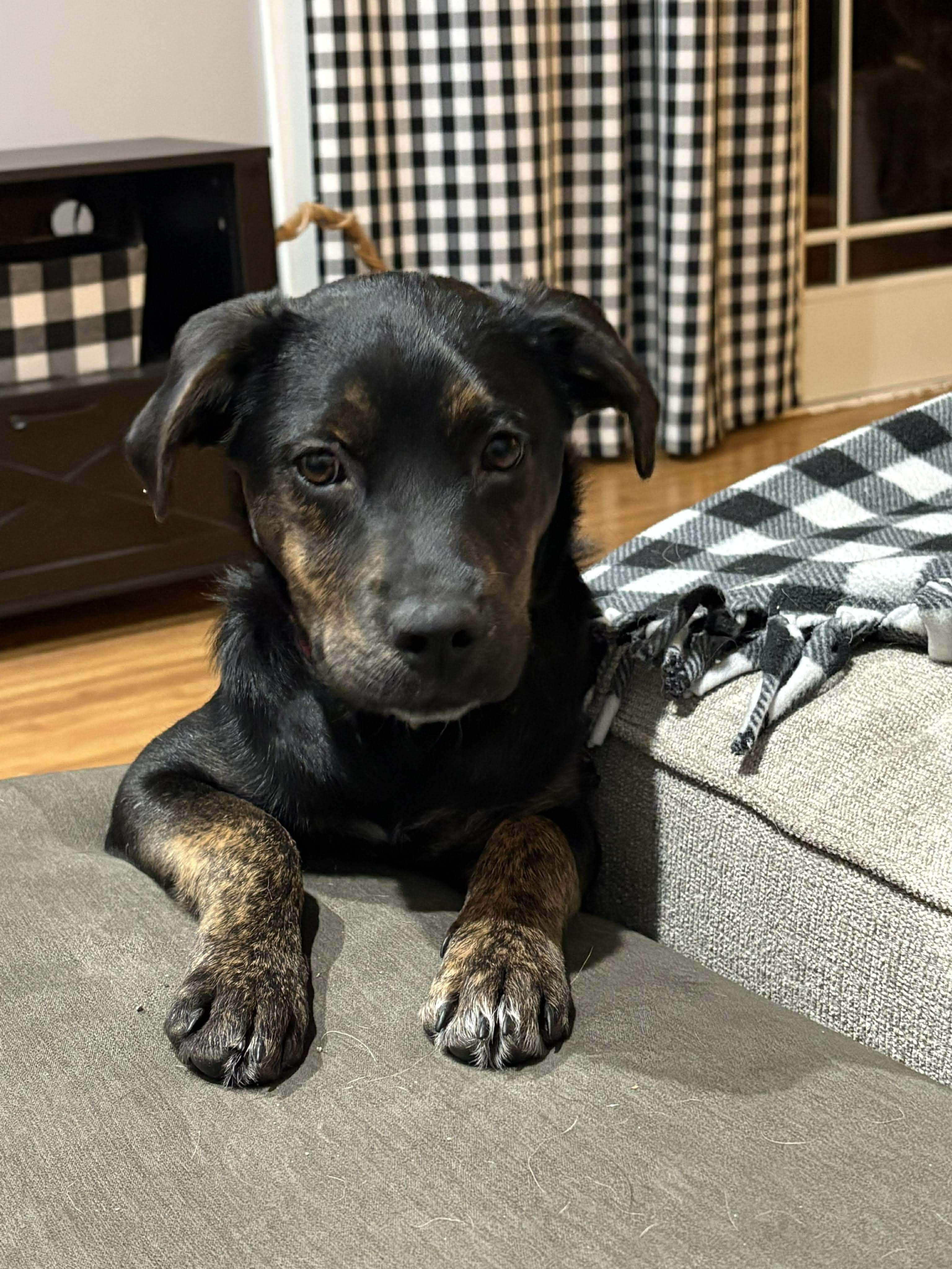 Enlarge Babette, a Adoptable mixed breed in North Dartmouth, MA image 5/6