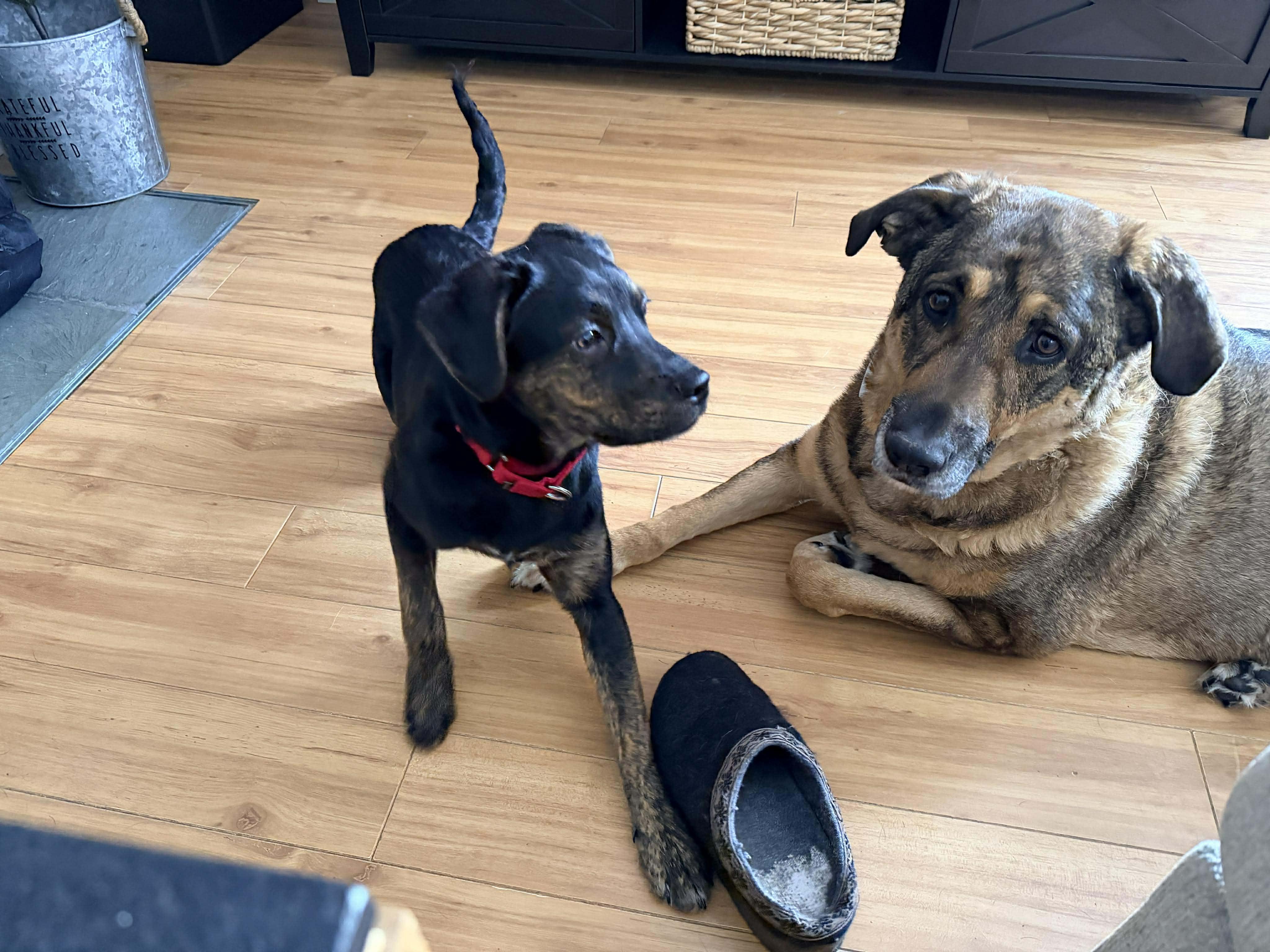 Enlarge Babette, a Adoptable mixed breed in North Dartmouth, MA image 4/6