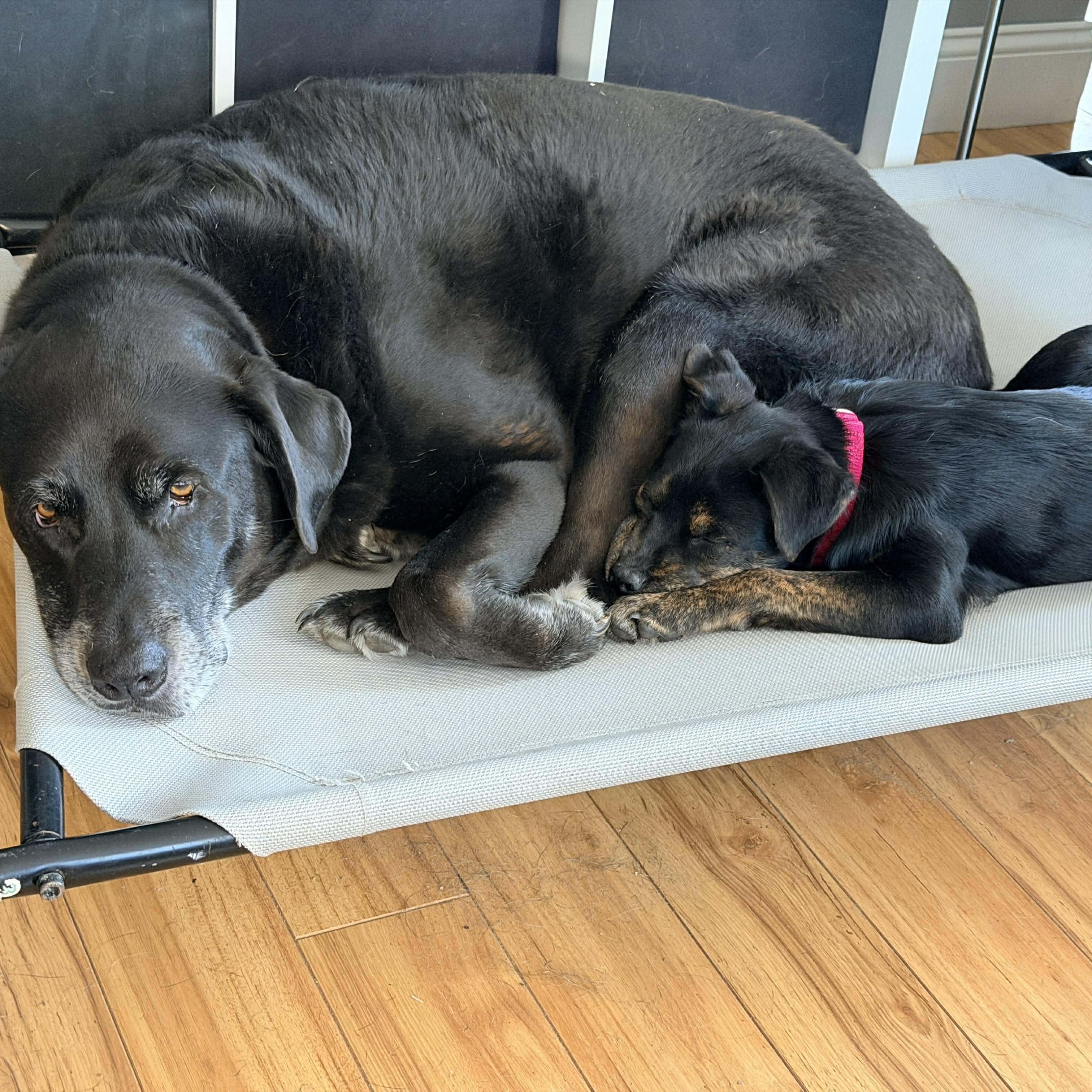 Enlarge Babette, a Adoptable mixed breed in North Dartmouth, MA image 5/5