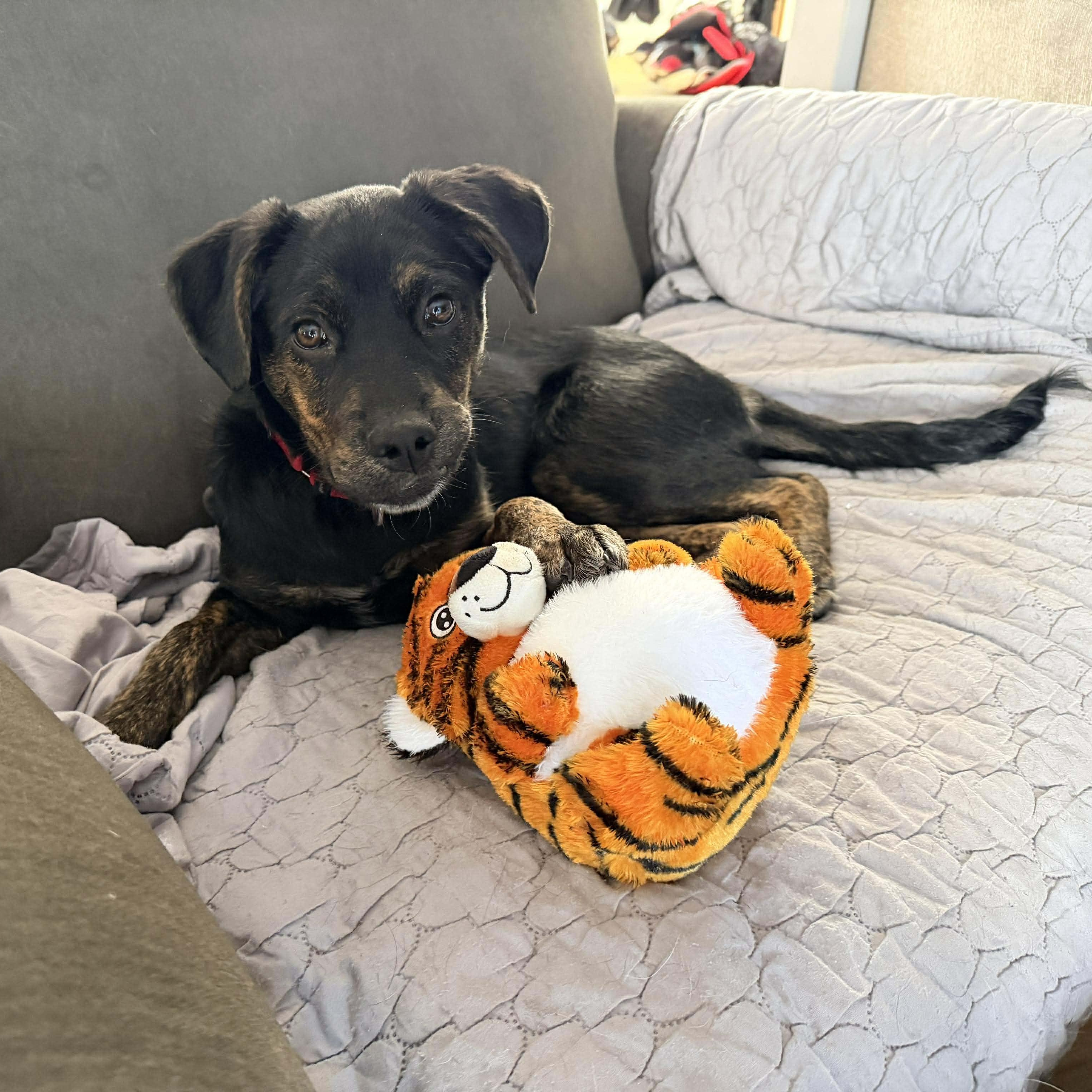 Enlarge Babette, a Adoptable mixed breed in North Dartmouth, MA image 1/6