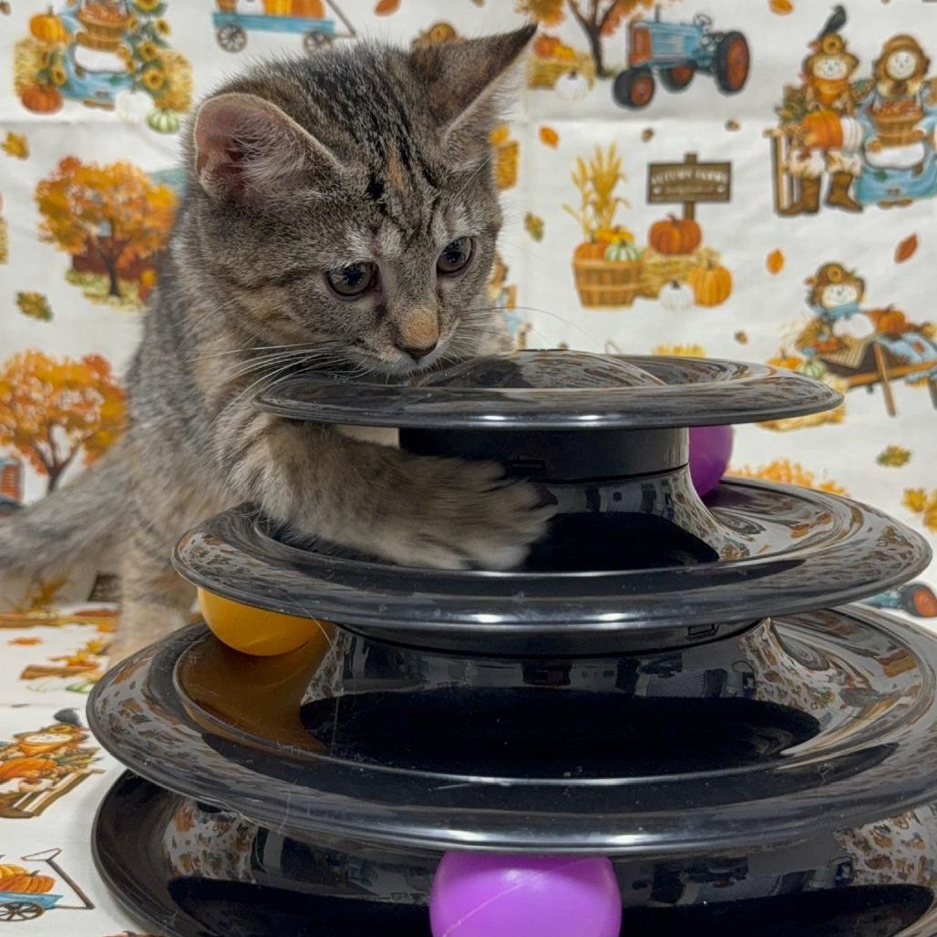 Dirt Devil thumbnail 3