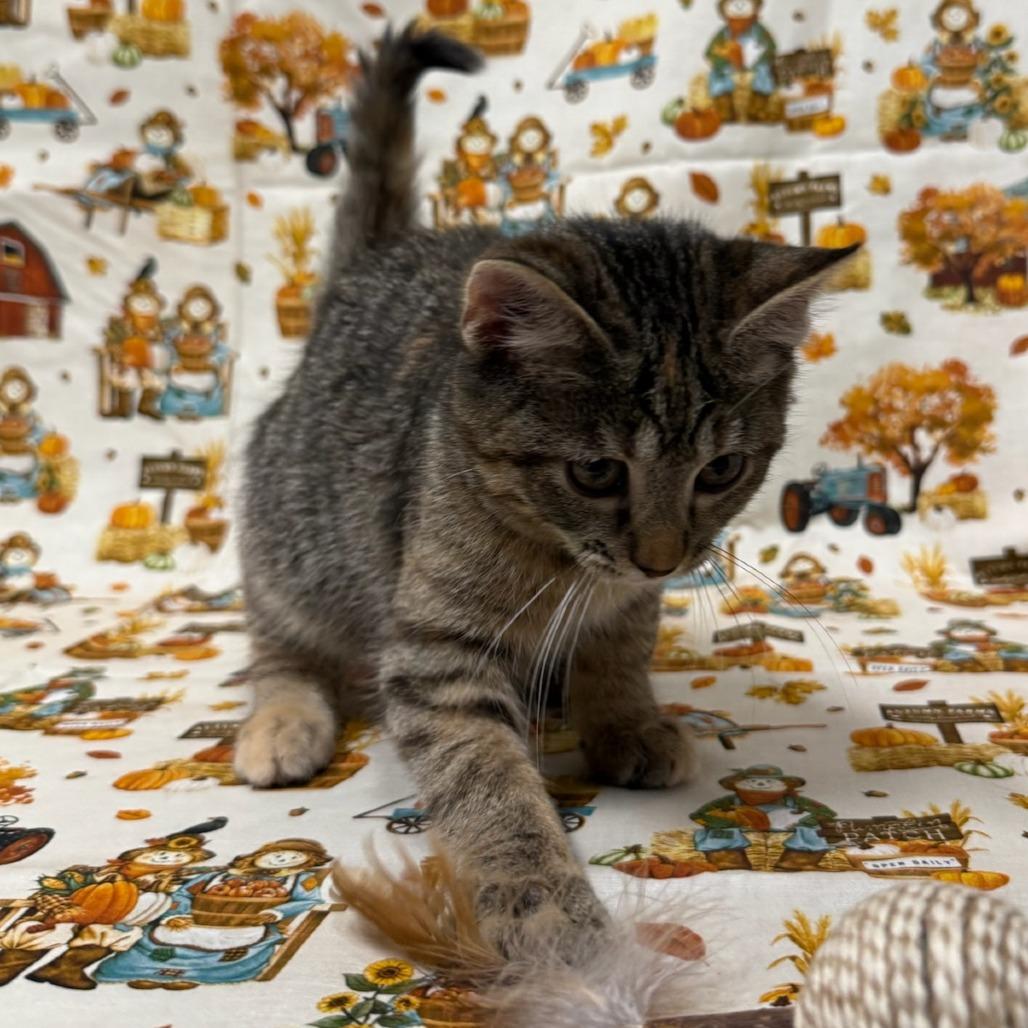 Dirt Devil thumbnail 7