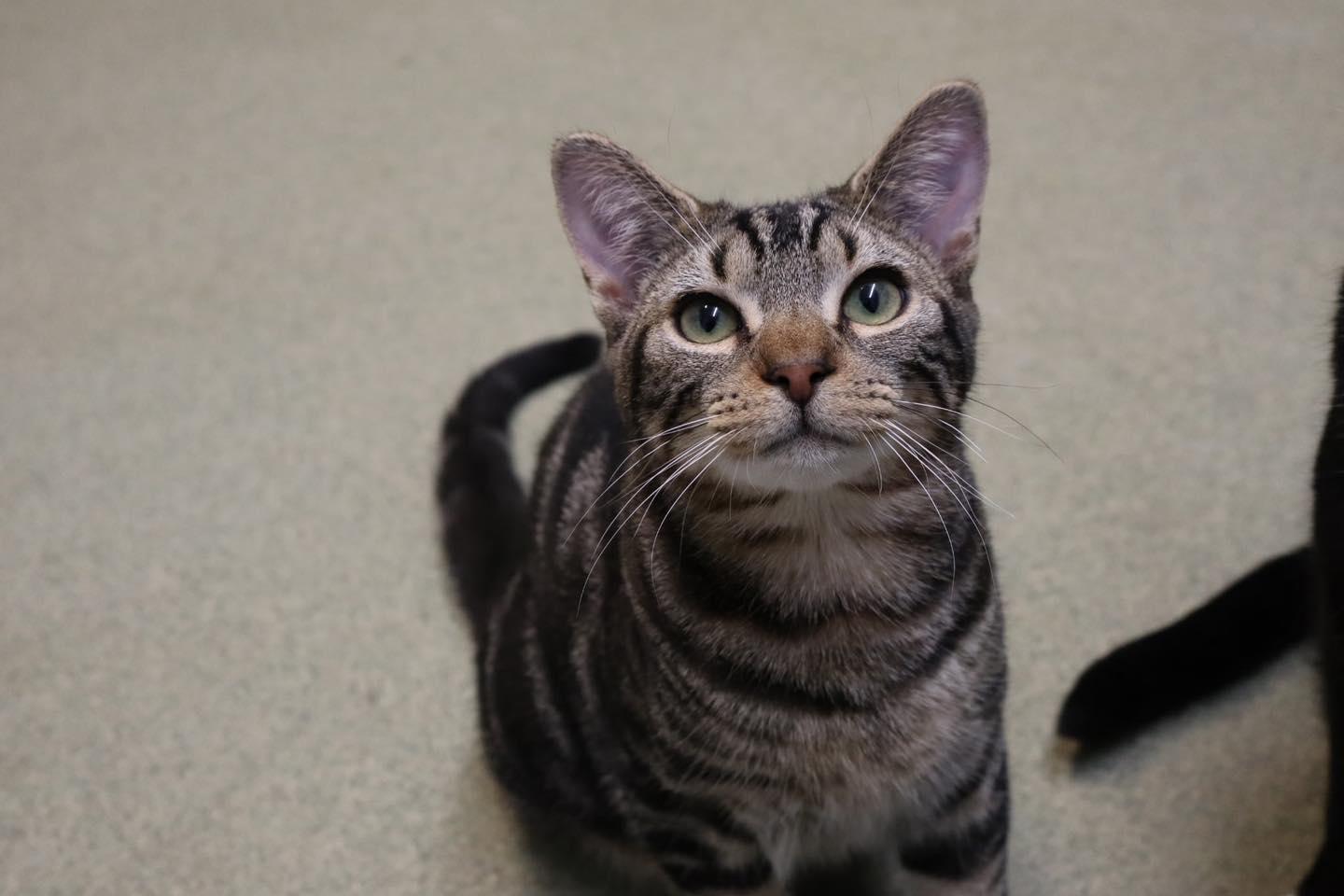 Enlarge Wednesday & Thing, an adopted Domestic Short Hair in Bloomfield, NJ image 4/5