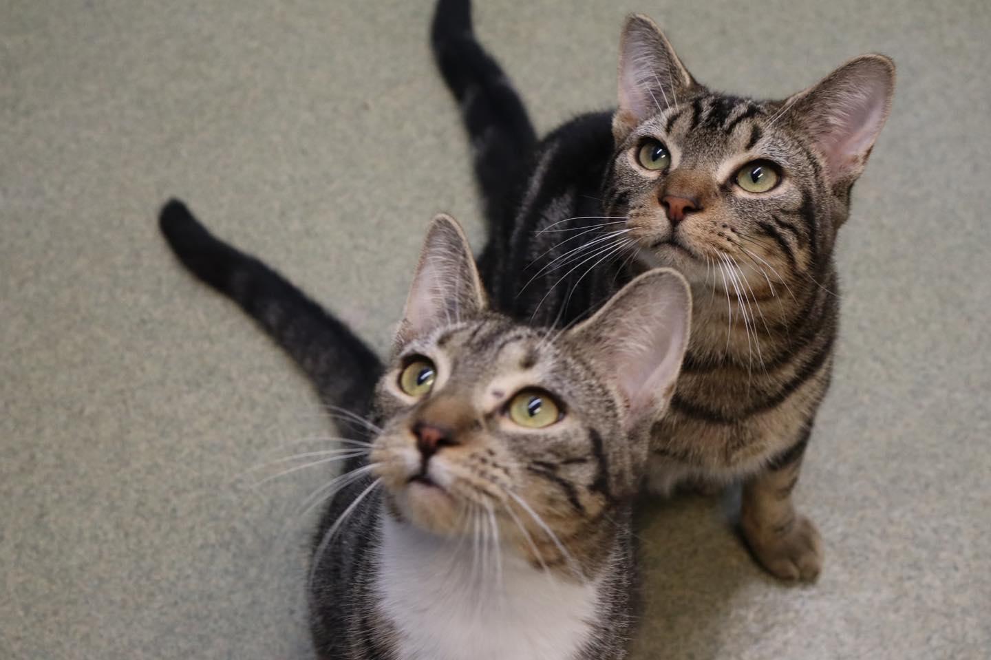 Enlarge Wednesday & Thing, an adopted Domestic Short Hair in Bloomfield, NJ image 2/5