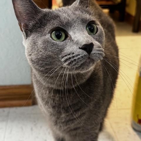 Miah, a Adoptable Domestic Short Hair in Hutchinson, MN image 2/4