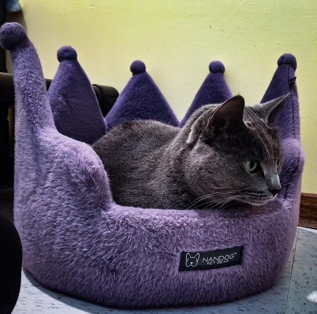 Miah, a Adoptable Domestic Short Hair in Hutchinson, MN image 1/4