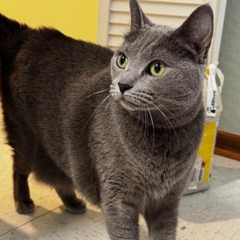 Miah, a Adoptable Domestic Short Hair in Hutchinson, MN image 3/4