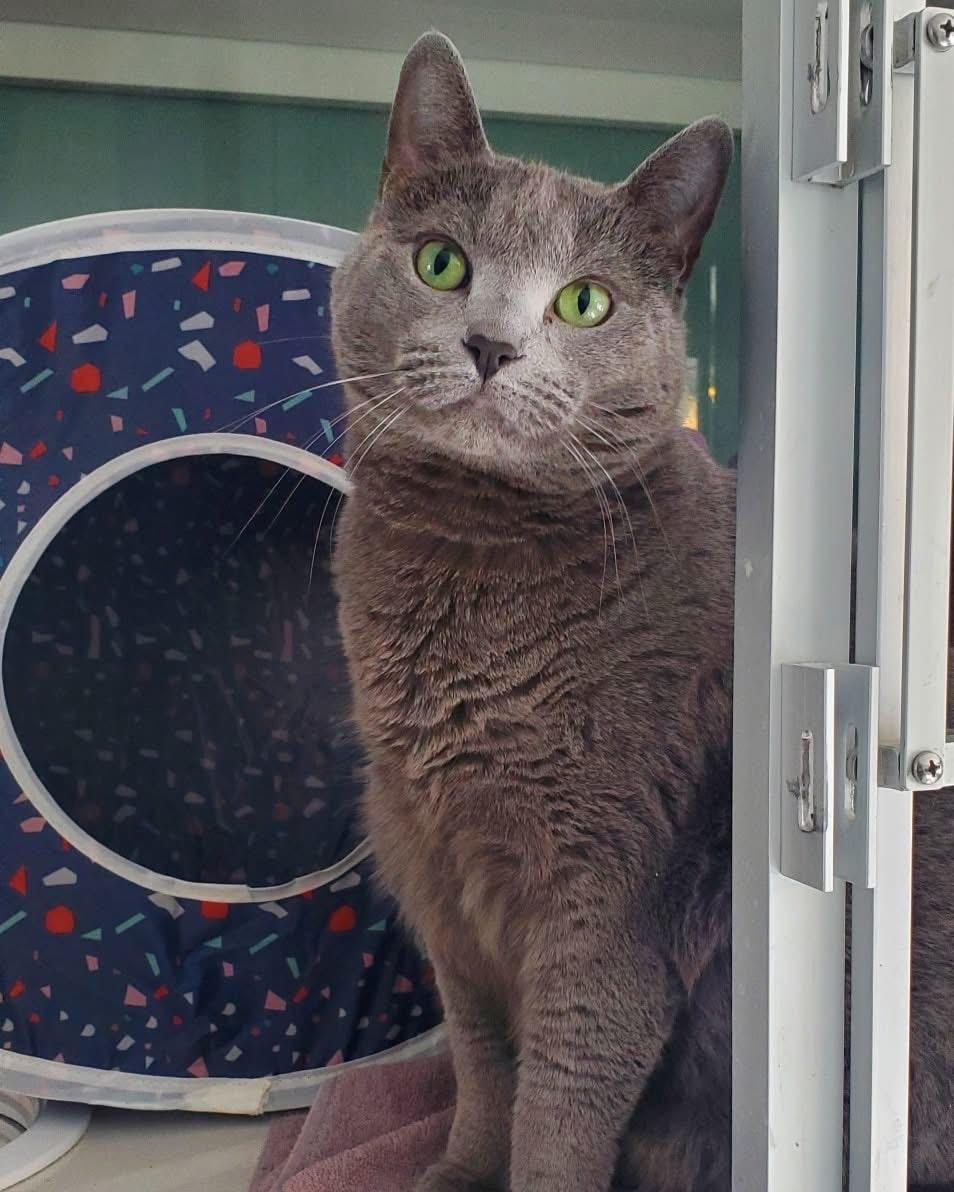 Miah, Adoptable, Adult Female Domestic Short Hair.