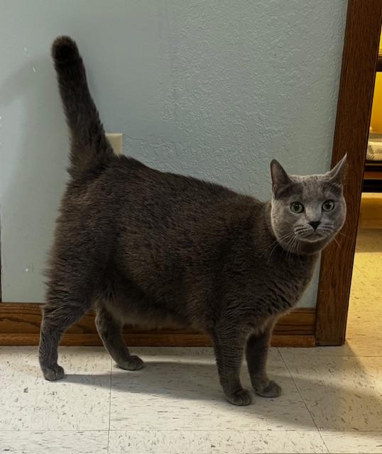Miah, a Adoptable Domestic Short Hair in Hutchinson, MN image 4/4