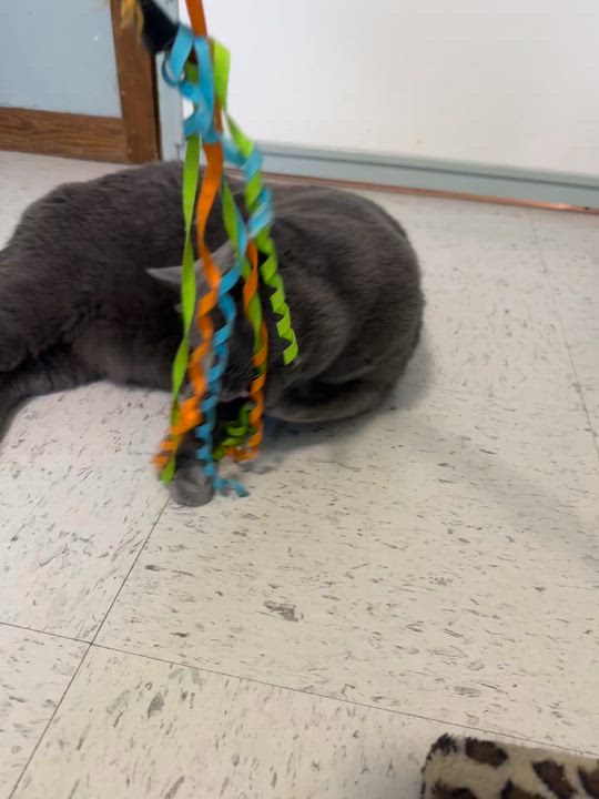 Enlarge Miah, a Adoptable Domestic Short Hair in Hutchinson, MN video 4/6