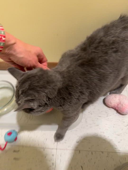 Enlarge Miah, a Adoptable Domestic Short Hair in Hutchinson, MN video 5/6