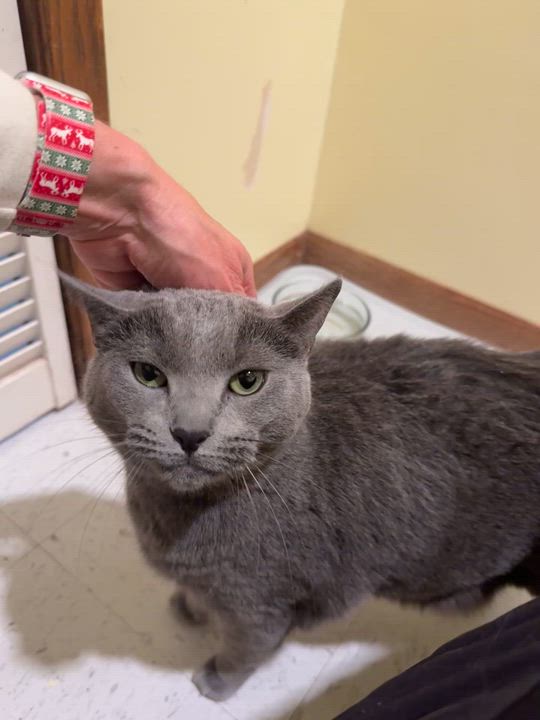 Enlarge Miah, a Adoptable Domestic Short Hair in Hutchinson, MN video 4/6