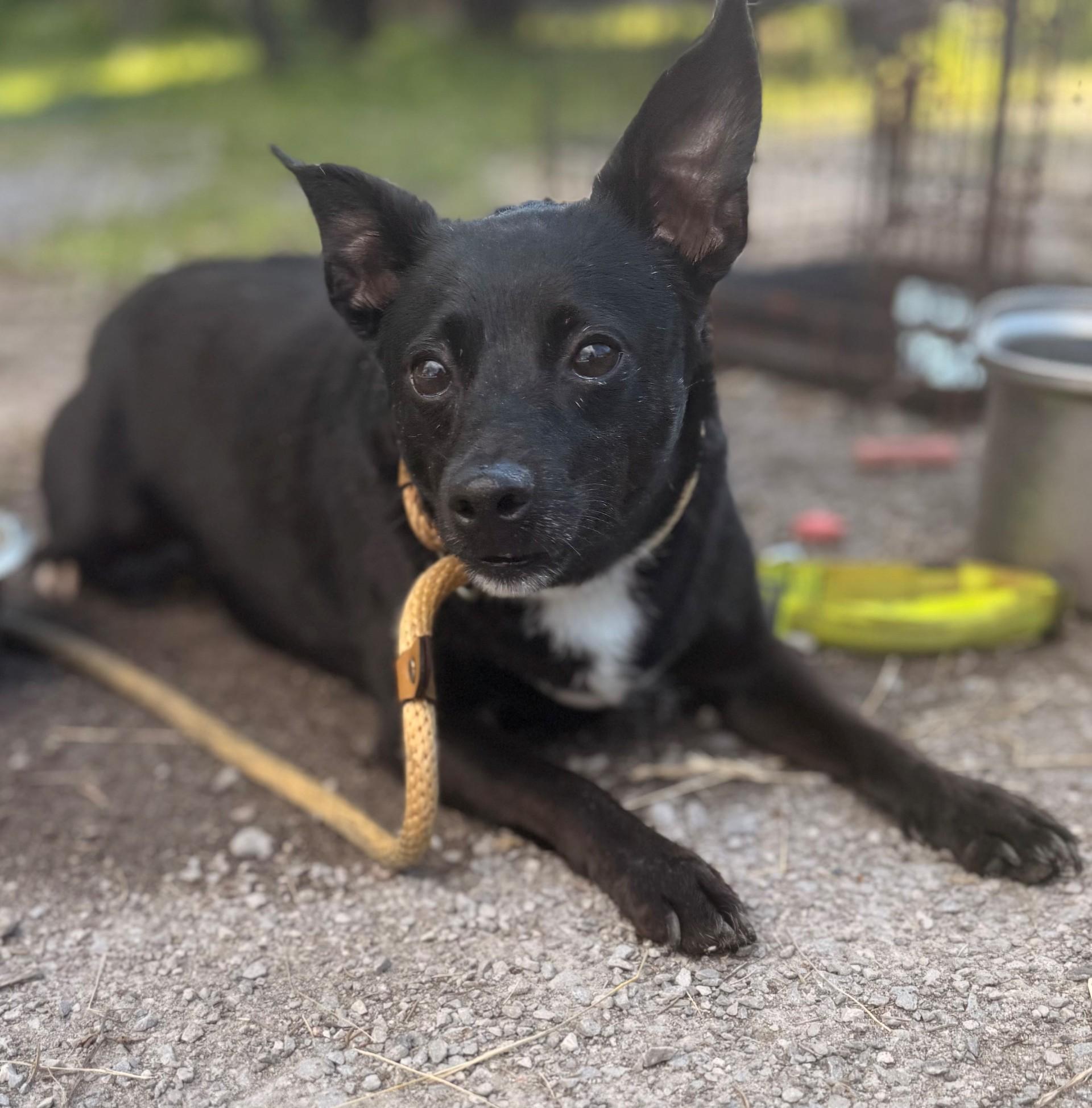 Kevin, ADOPTABLE, Senior Male Chihuahua.