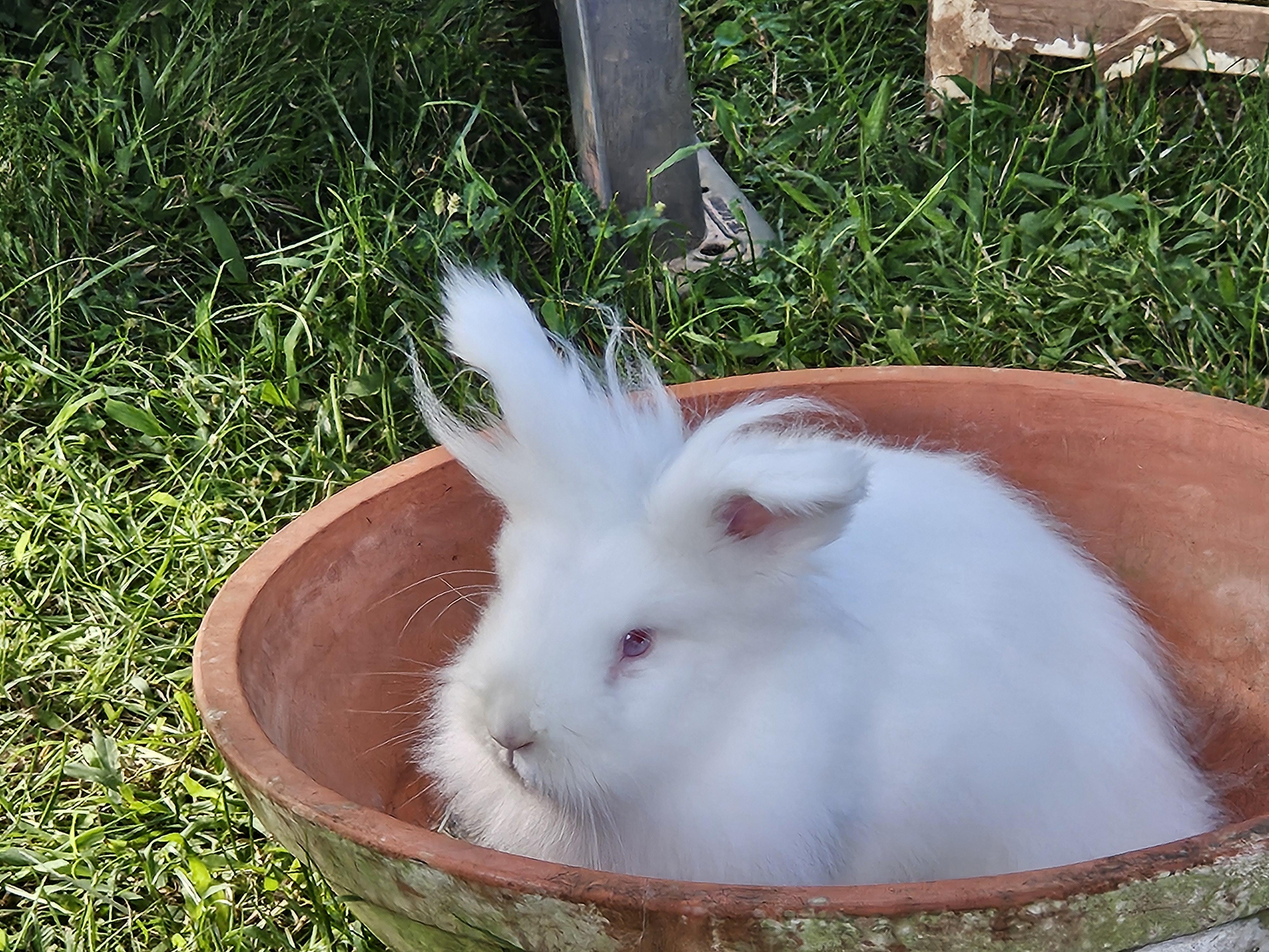 Enlarge Spooky Pete, a Adoptable Angora Rabbit in FOLEY, AL image 2/2