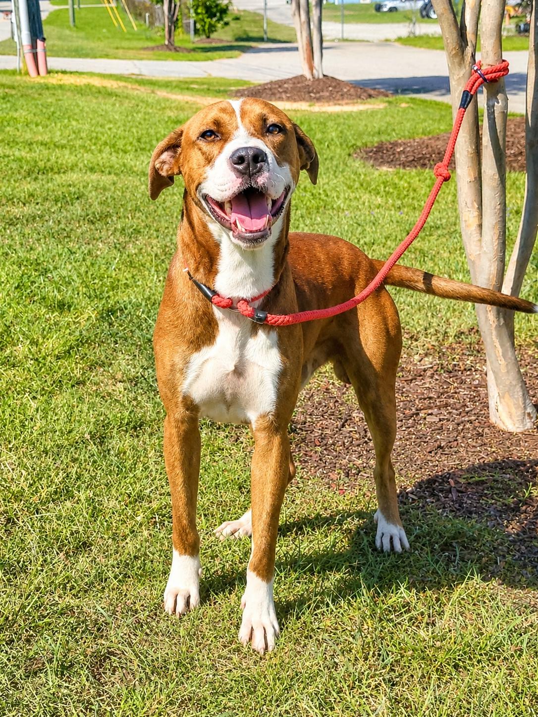 Jesse, ADOPTABLE, Adult Male Mixed Breed.