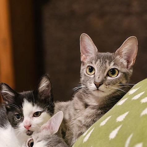 Minou, a Adoptable Domestic Short Hair in Ridgway, CO image 3/5