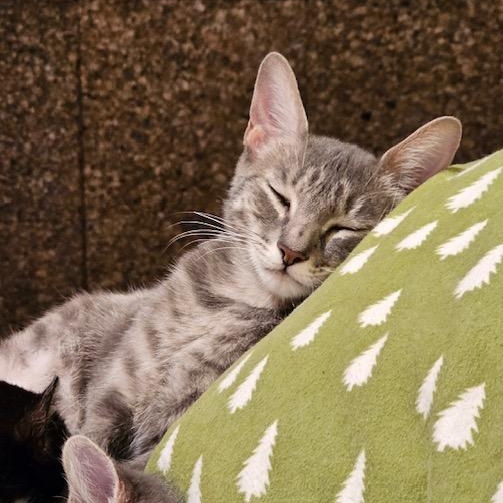 Minou, a Adoptable Domestic Short Hair in Ridgway, CO image 5/5