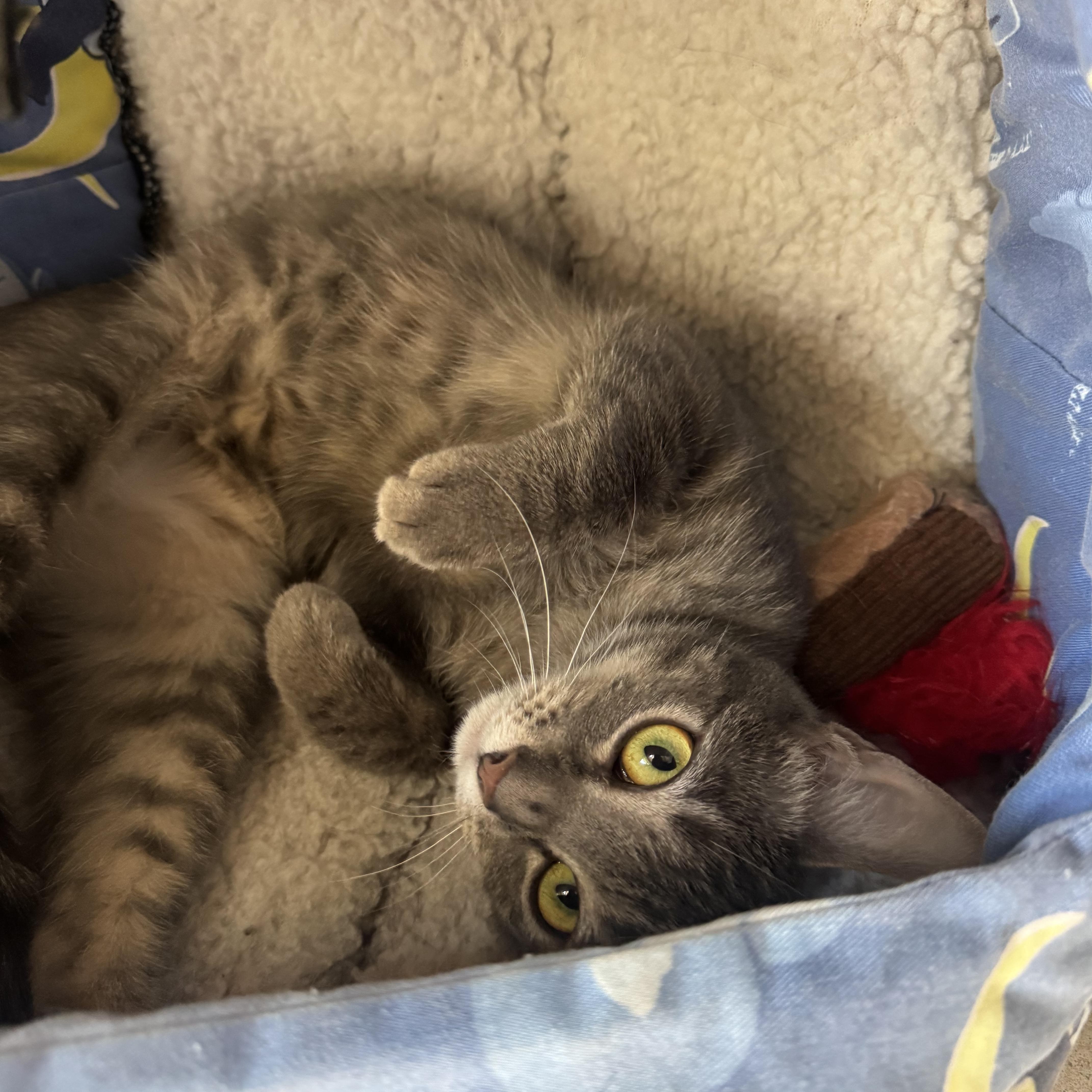 Minou, Adoptable, Adult Female Domestic Short Hair.