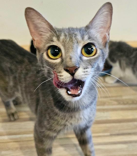 Minou, an adoptable Domestic Short Hair in Ridgway, CO, 81432 | Photo Image 3