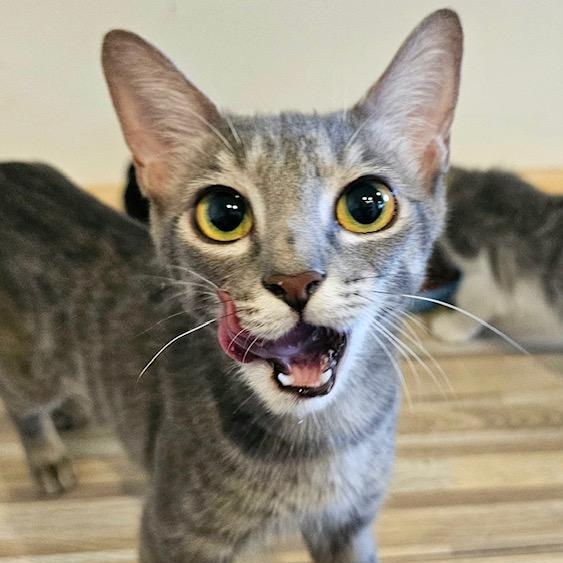 Minou, a Adoptable Domestic Short Hair in Ridgway, CO image 4/5