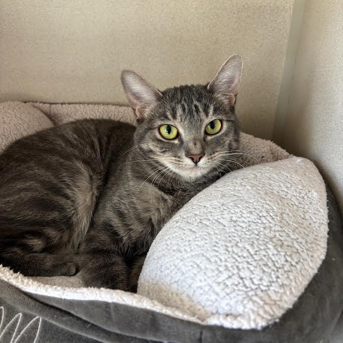 Minou, a Adoptable Domestic Short Hair in Ridgway, CO image 2/5