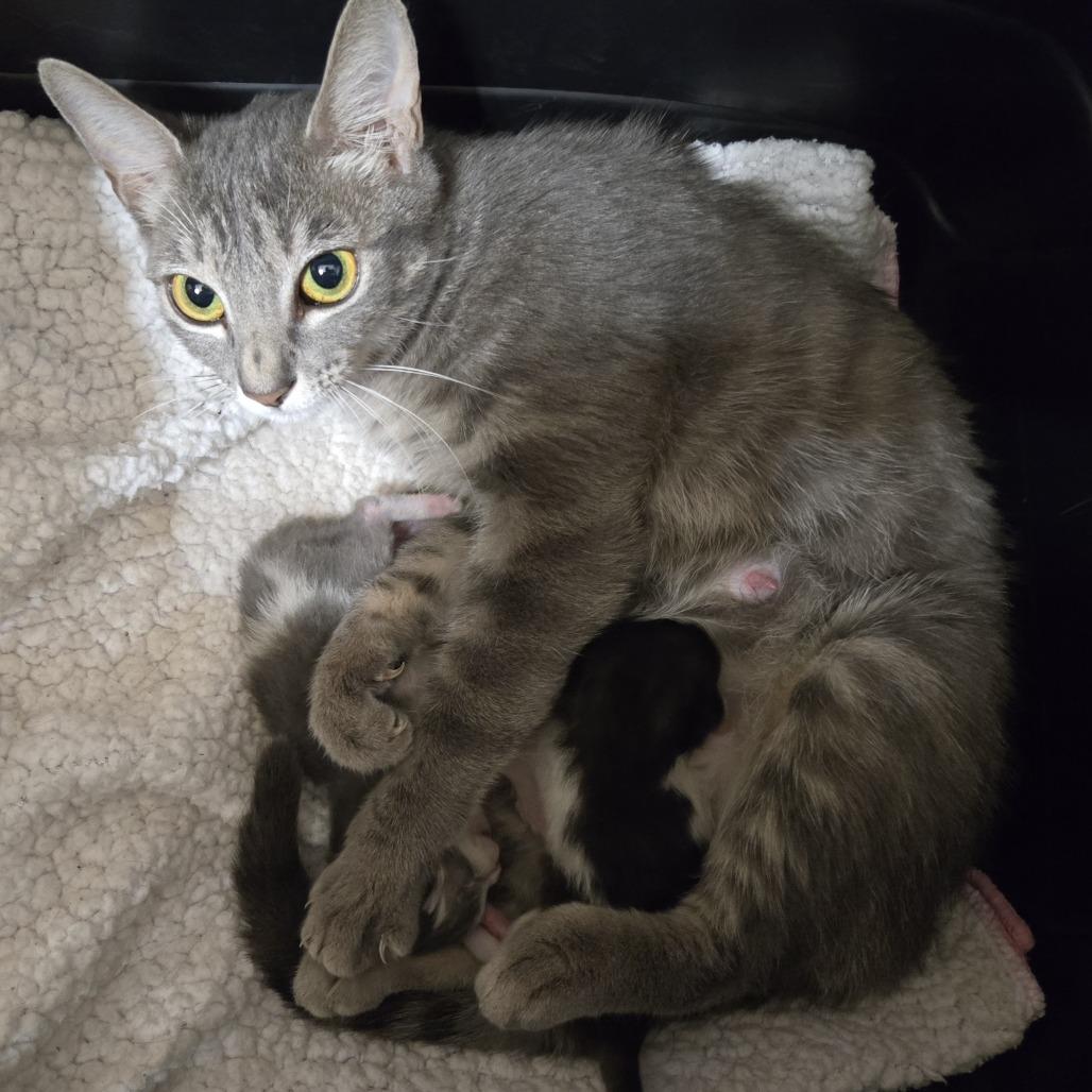 Minou, an adoptable Domestic Short Hair in Ridgway, CO, 81432 | Photo Image 2