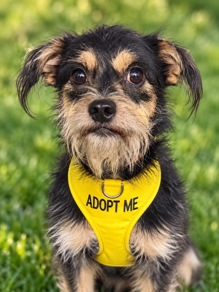 Bowie, Adoptable, Adult Male Mixed Breed.