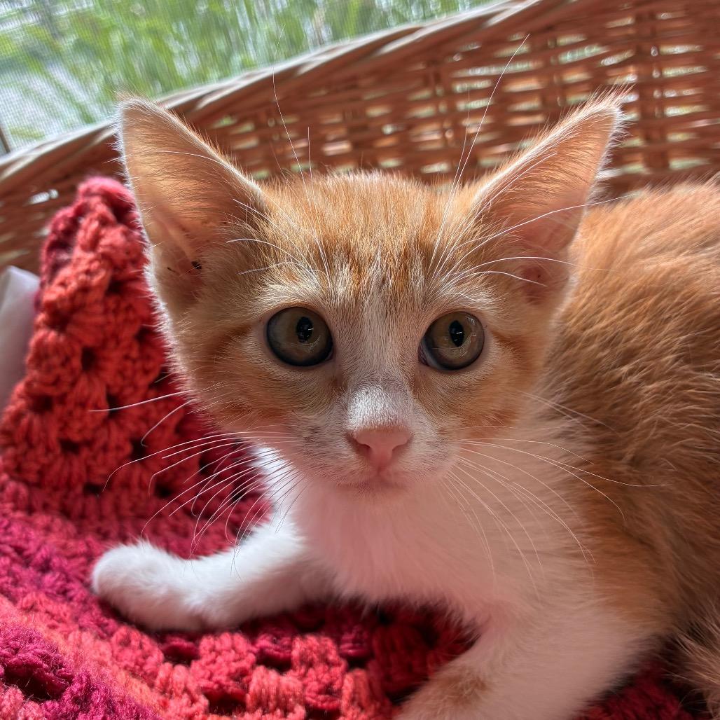 Dwight, Adoptable, Kitten Male Domestic Short Hair.