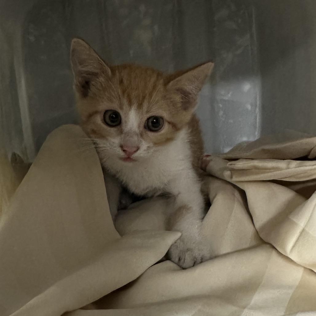 Enlarge Dwight, a Adoptable Domestic Short Hair in Manhattan, KS image 2/2