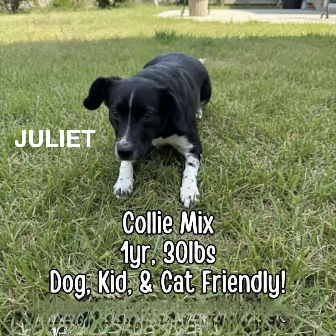 Enlarge Juliet, a ADOPTABLE mixed breed in Westwood, NJ image 1/1