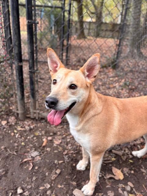 BELA, Adoptable, Adult Female Shepherd.