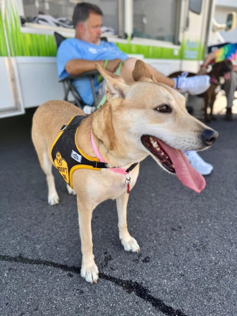 Enlarge BELA, a Adoptable mixed breed in Little Rock, AR image 3/4